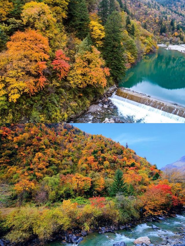 川西的秋景！比起四姑娘山，我更愛這個免費彩林。