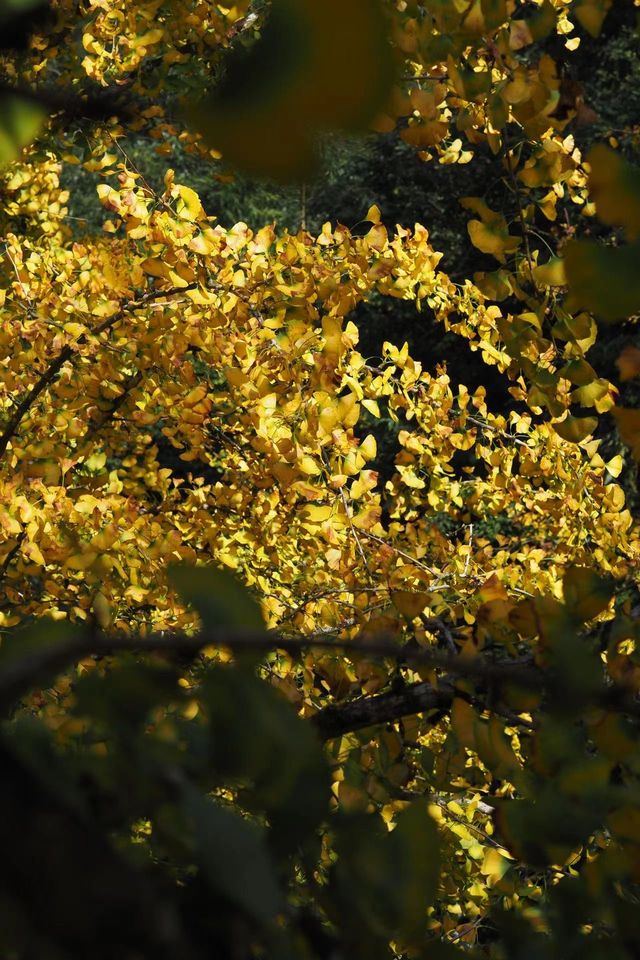 週末好去處：南雄帽子峰。