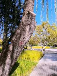 免費的北坞公園，拍攝水稻、交通攻略。