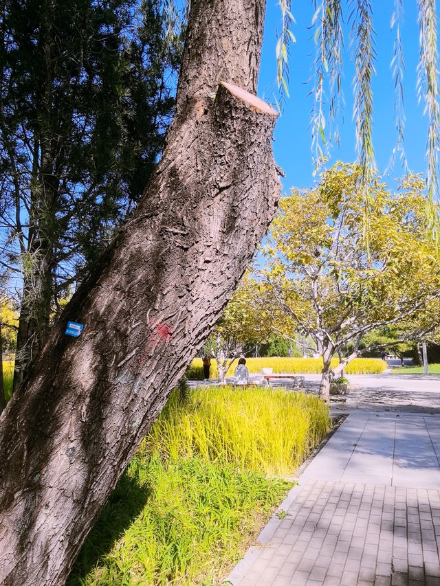 免費的北坞公園，拍攝水稻、交通攻略。