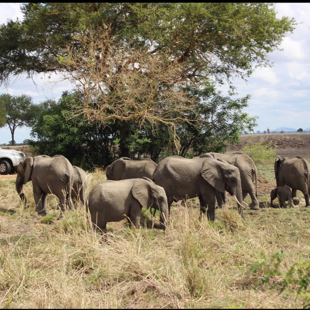 Mikumi national park Tanzania 