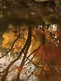 先看大雁塔紅楓，再看千年古銀杏樹吧。