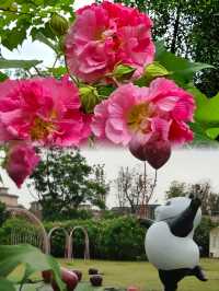 芙蓉城裡觀芙蓉。