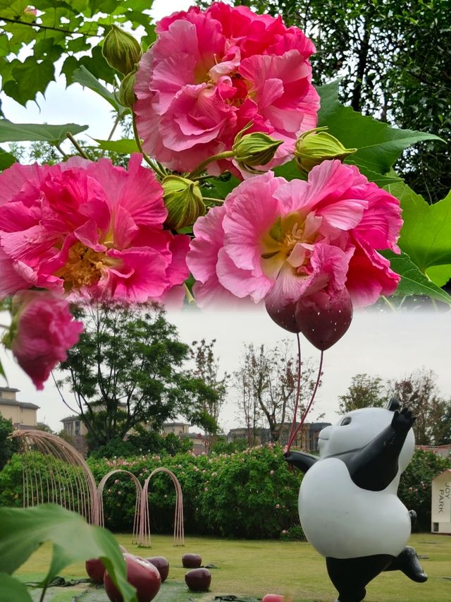 芙蓉城裡觀芙蓉。
