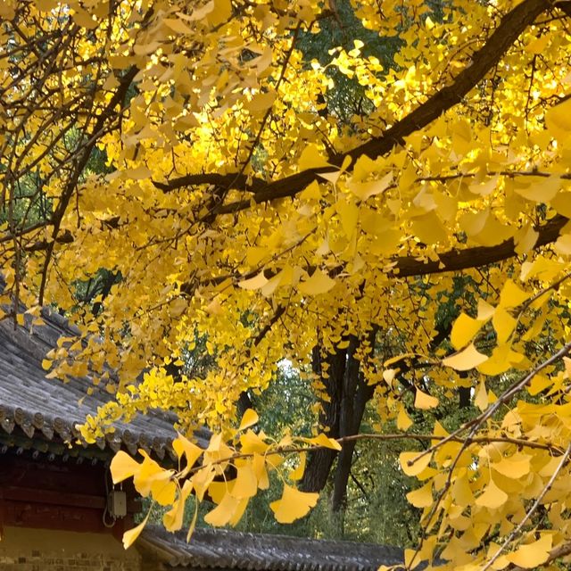 這個秋天被晉祠的銀杏美得令人驚嘆。