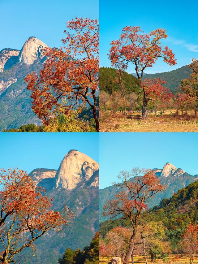 湖北羅田：遺世獨立的深秋綺夢。