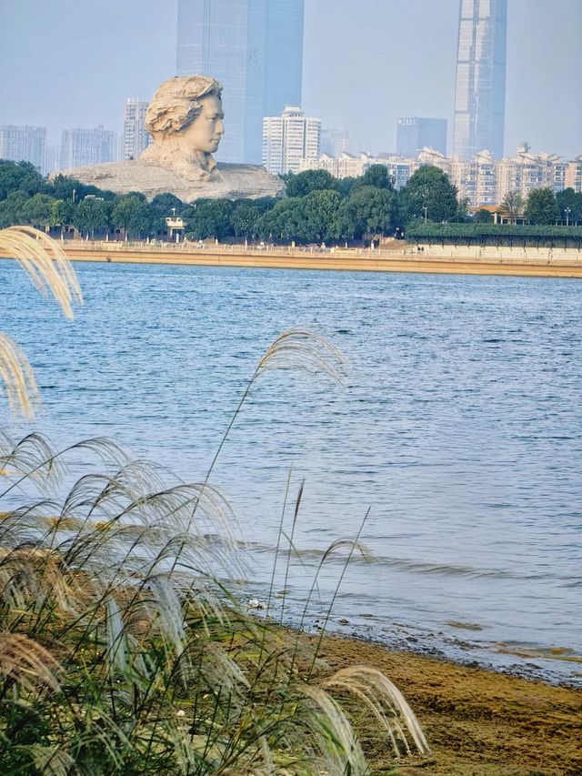 實況！！長沙的秋日蘆葦已經殺瘋了！。