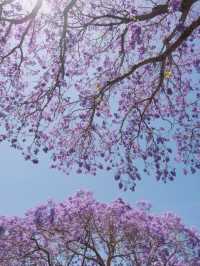 Sydney's Jacaranda Season is Here!