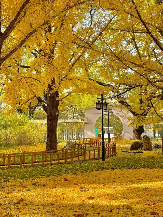 The Best Ginkgo Viewing Spot in Beijing! Perfect for a Weekend Trip!