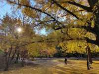 Explore the Beauty of Brooklyn's Prospect Park in Autumn