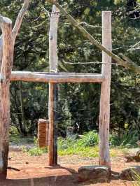 Visit Melbourne Zoo for Adorable Animals