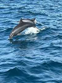 Sri Lanka | Mirissa Whale Watching Guide