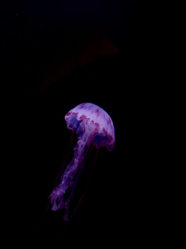 亞特蘭大喬治亞水族館｜親子遊的絕佳選擇