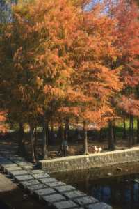 1.3拍｜深圳馬峦山公園落羽杉已到最佳觀賞期