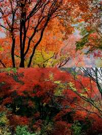 濟南紅葉谷，秋日裡的浪漫童話