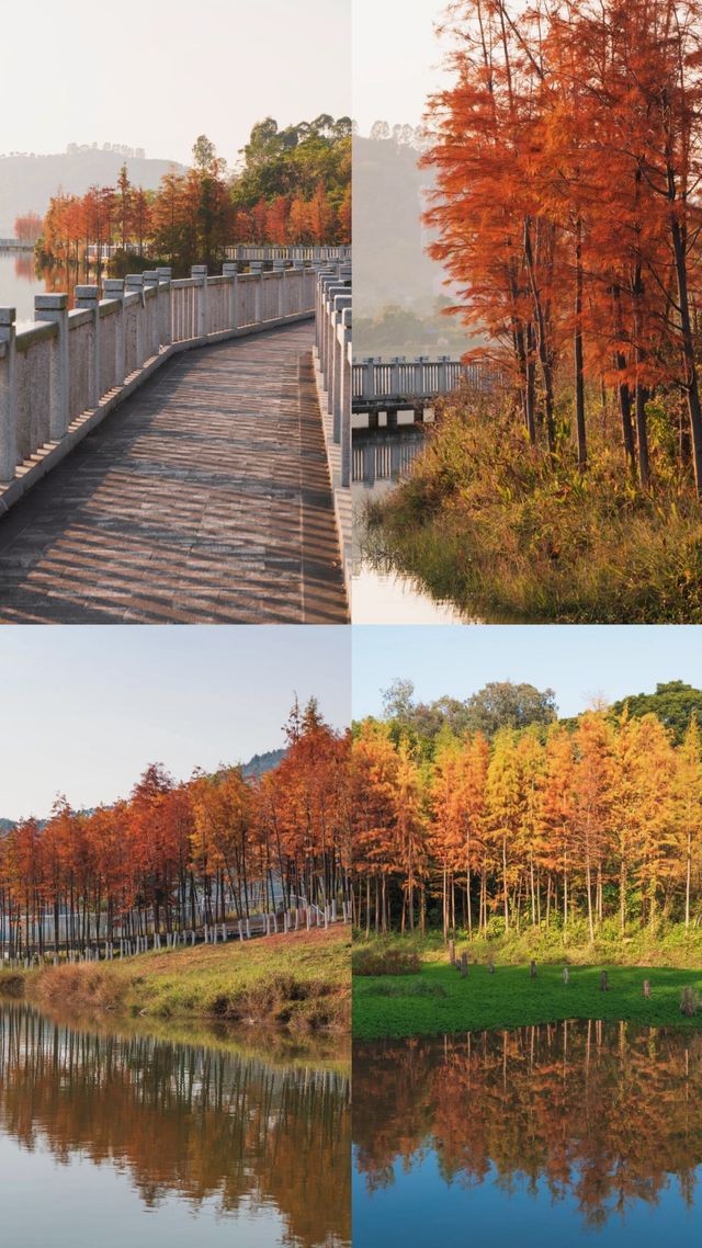 午後的荔湖公園已經被染成了焦糖色！