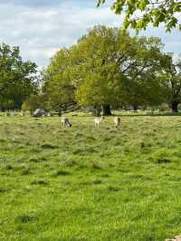Explore Hampton Court Before Tulip Season Ends