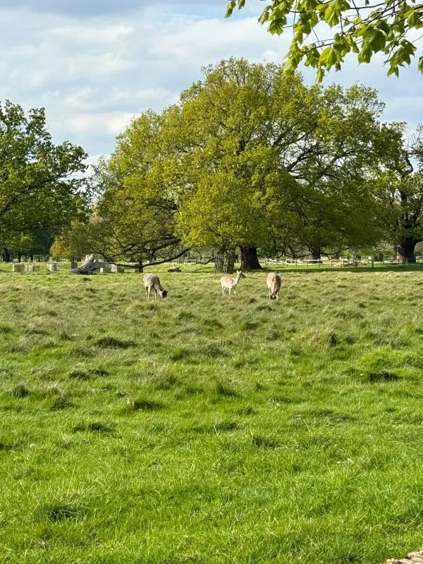 Explore Hampton Court Before Tulip Season Ends