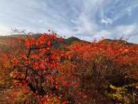 韓城香山紅葉|出彩的山景