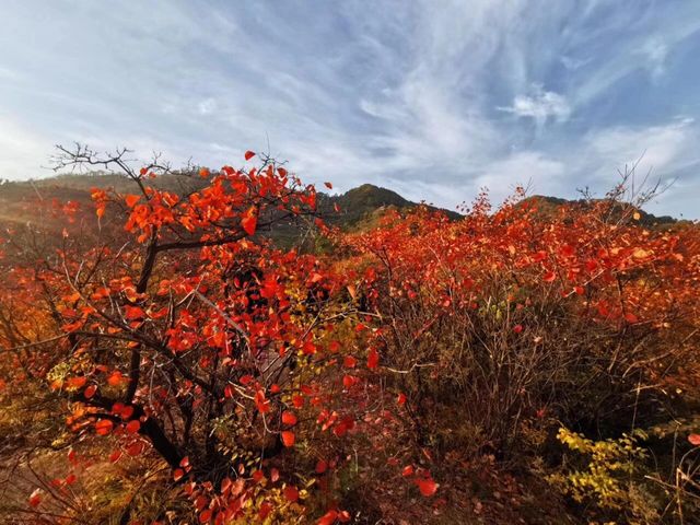 韓城香山紅葉|出彩的山景