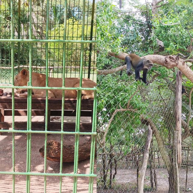 達累斯薩拉姆動物園，與非洲野生動物親密接觸的超讚體驗