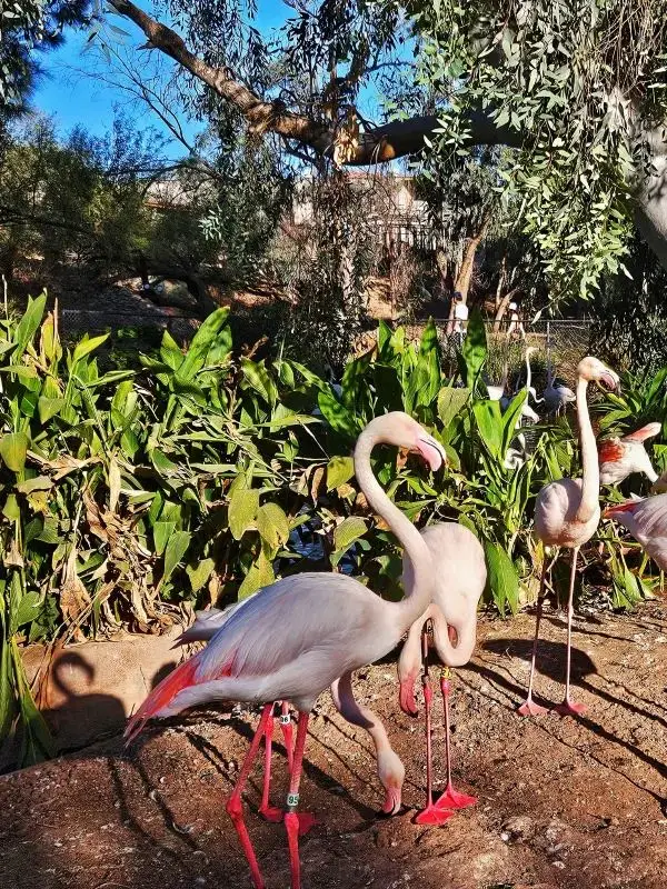 Explore the Phoenix Zoo: A Day of Adventure and Wildlife