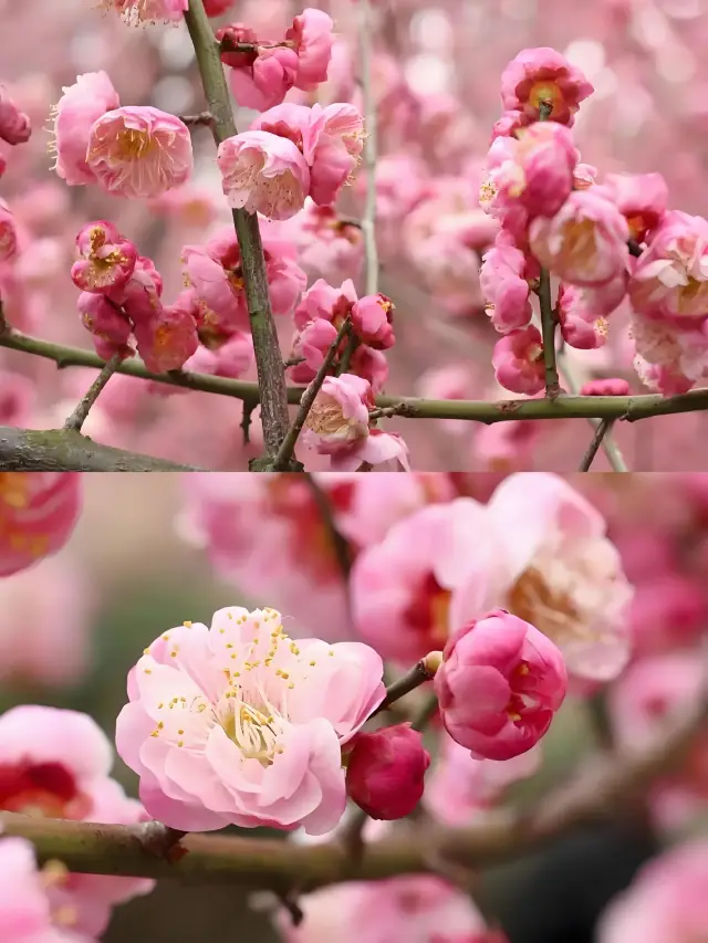 Seek out the plum blossoms at Xialaoxi and encounter the romance of early spring