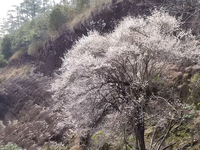 武夷山三日兩夜遊