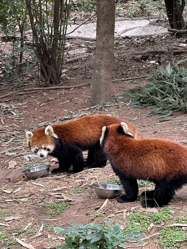 在成都，見識到了三星堆文明，好震撼