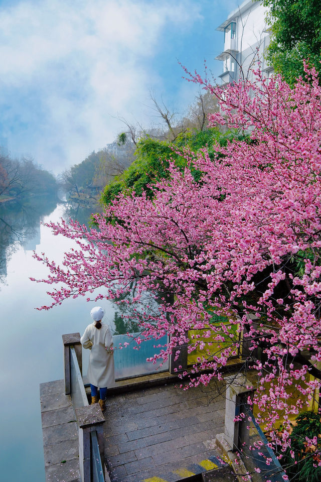 杭州的這棵梅花樹真的太出片啦（附攻略）