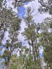 Big Tree Forest Adventure is so Memorable❤️