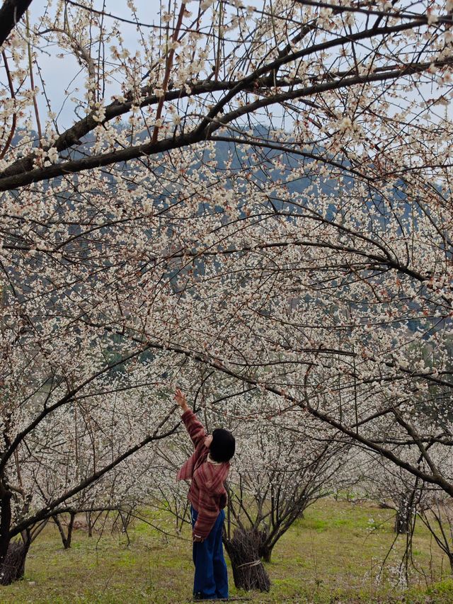 漫山遍野嘅青梅花，小眾遠足路線get