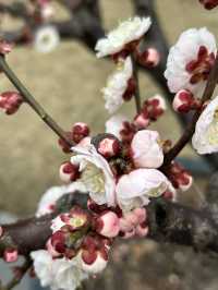 2.21 莘莊梅園實況｜「梅」不勝收，獨佔春色，專場