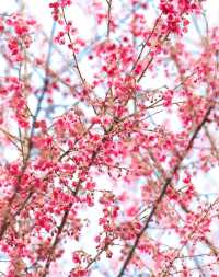 龜山公園的櫻花