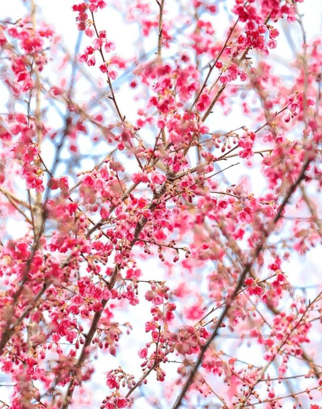 龜山公園的櫻花