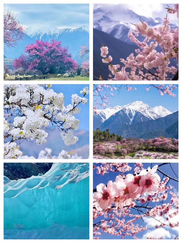 徒步·西藏林芝-巴松措 探秘森林氧吧盡享天然呼吸感