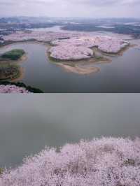 貴安櫻花園賞花全攻略，春日浪漫之旅