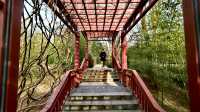 3月初的北塢公園，準備迎春了！