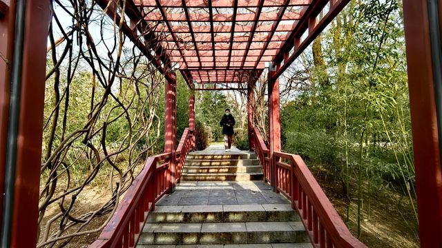 3月初的北塢公園，準備迎春了！