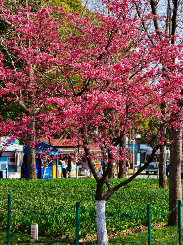 《大寧公園的櫻花盛景》