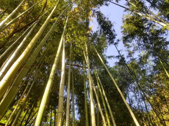 焦山