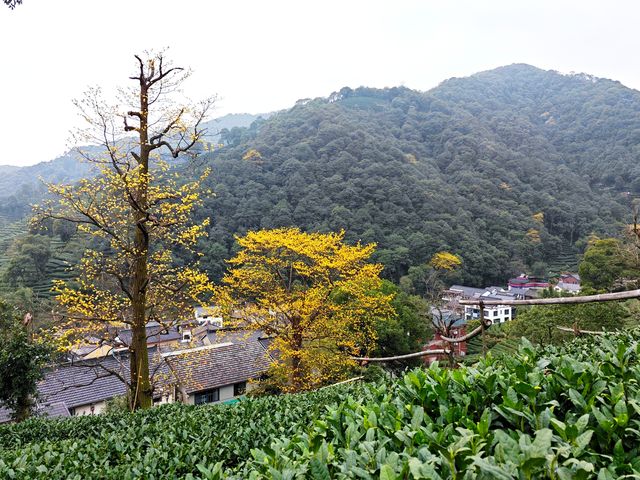 去梅家塢喝茶賞花吧