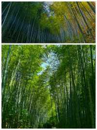 南山竹海如海洋般美麗的竹林駐足注目