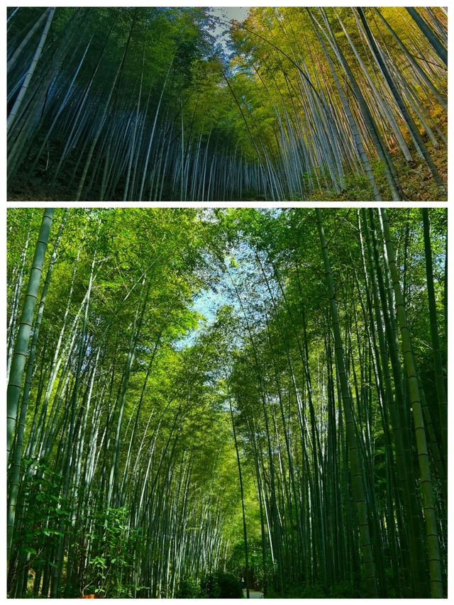 南山竹海如海洋般美麗的竹林駐足注目