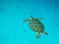 馬爾代夫·丹格迪島 | 探索夢幻水底浮潛區！