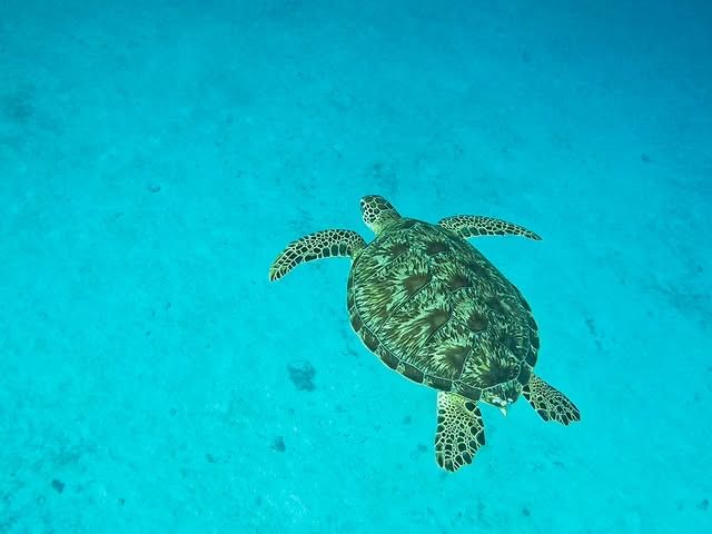 馬爾代夫·丹格迪島 | 探索夢幻水底浮潛區！