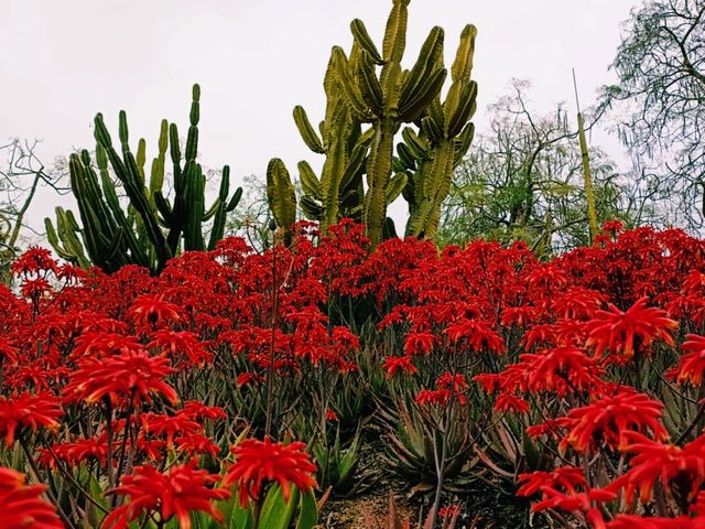 Viewing Flowers in Xiamen: Botanica Garden Wonder Realm of Xiamen