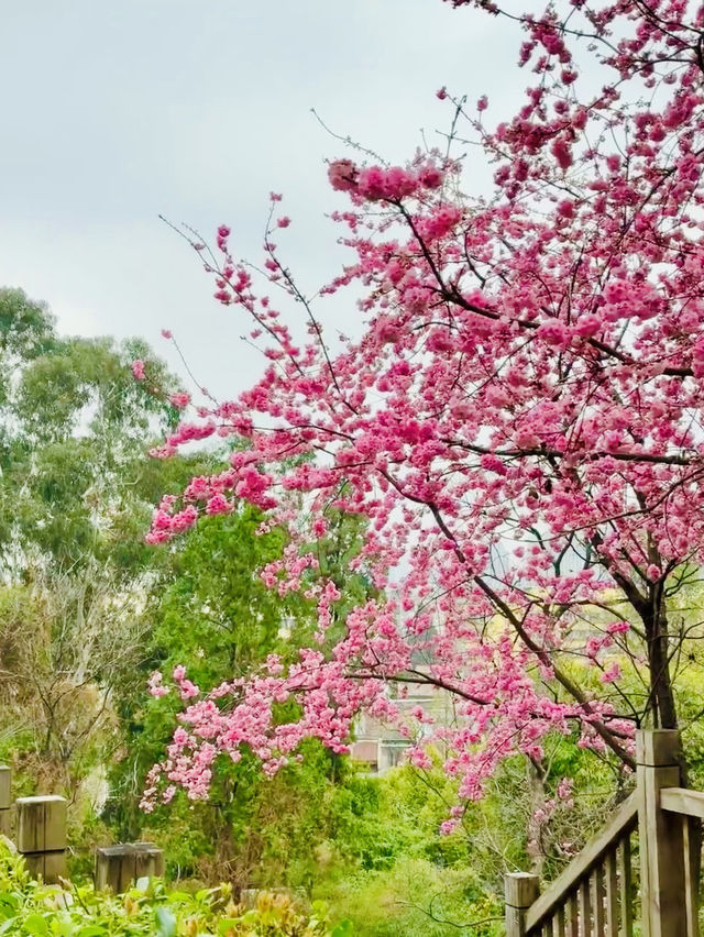 Encounter the Pink Dream in Yuantong Mountain