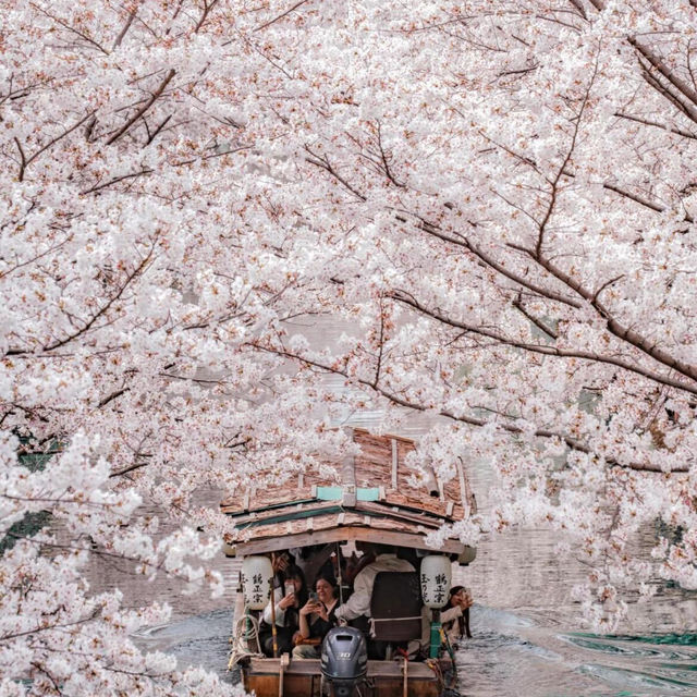 🌸2025日本關西賞櫻攻略 | 必去景點大揭秘！