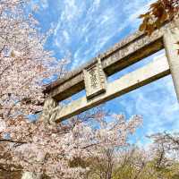 🌸2025福岡賞櫻攻略 | 本地人的私藏推介✨
